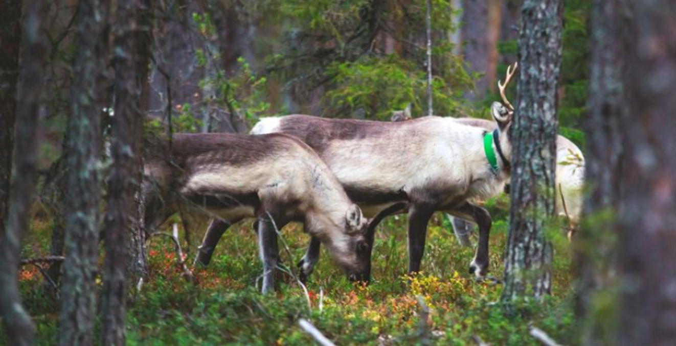 In Finland, smart collars and satellite positioning put every reindeer on the map - techbuzzireland